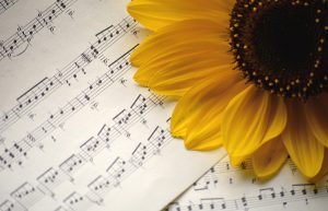 sunflower, sheet music, flower