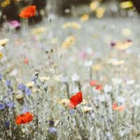 selective focus photography of red petaled flower